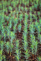 Small thuja seedlings. Growing thuja from seed. Growing young seedlings of emerald thuja. Selective focus. Densely sown thuja seedlings.