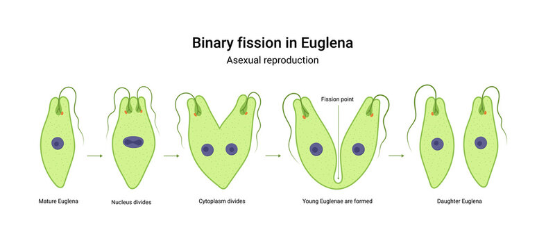 Binary fission in Euglena. Vector educational illustration. Reproduction