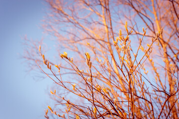 Swollen buds on tree branches in early spring.