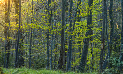 Fototapeta premium Walderholung