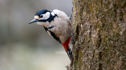 bird, specht, natur, wild lebende tiere, baum, tier, wild, ast