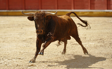 un toro español con mirada desafiante en una plaza de toros durante un espectaculo de toreo