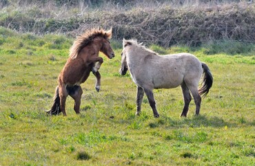 Beautiful horses playing in a field at Plougrescant in Brittany. France