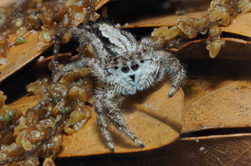 A Close-up Focus Stacked Image of a Tan Jumping Spider in Leaf Litter