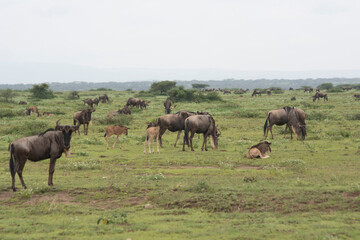 Fototapeta na wymiar safari