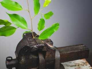 Green plant is clamped in rusty vice. Nature versus industry. Concept of environmental problems,...