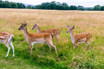 Grupo de ciervos en Phoenix Park, Dublín