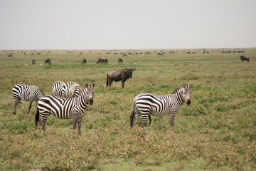 Fototapeta na wymiar safari
