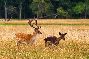 Ciervos en Phoenix Park, Dublín