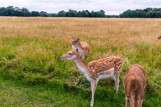 Ciervos en Phoenix Park, Dubl&iacute;n