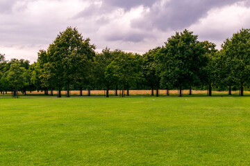Fototapeta na wymiar Conjunto de árboles en Phoenix park, en Dublín