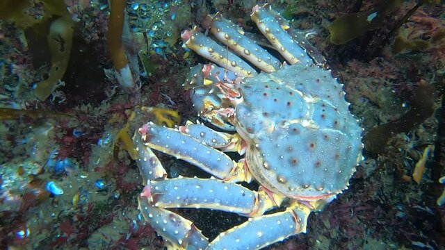 Kamchatka crab in the Barents sea. Teriberka