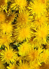 背景素材に使えるタンポポの密生