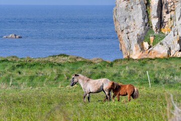 Beautiful horses playing in a field at Plougrescant in Brittany. France