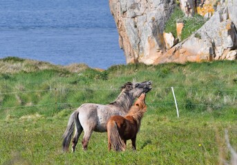 Beautiful horses playing in a field at Plougrescant in Brittany. France