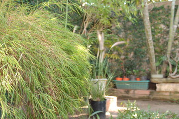 watering can in garden