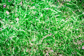 Obraz premium Green moss on the tree.