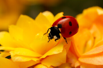 Extreme macro shots, Beautiful ladybug on flower leaf defocused background.