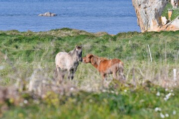 Beautiful horses playing in a field at Plougrescant in Brittany. France