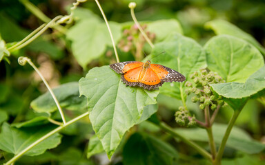 Colorful butterfly's on flowers