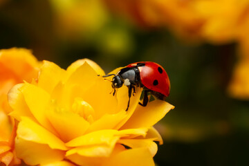 Extreme macro shots, Beautiful ladybug on flower leaf defocused background.