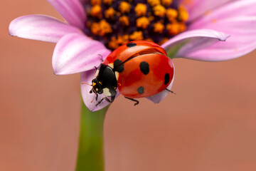 Extreme macro shots, Beautiful ladybug on flower leaf defocused background.