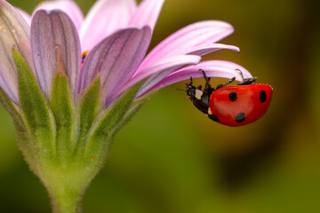 Extreme macro shots, Beautiful ladybug on flower leaf defocused background.