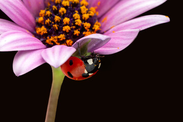 Extreme macro shots, Beautiful ladybug on flower leaf defocused background.