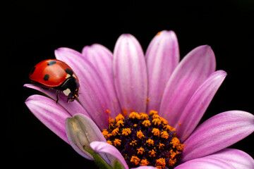 Extreme macro shots, Beautiful ladybug on flower leaf defocused background.