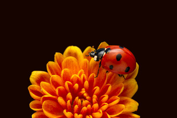 Extreme macro shots, Beautiful ladybug on flower leaf defocused background.
