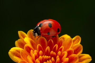 Extreme macro shots, Beautiful ladybug on flower leaf defocused background.