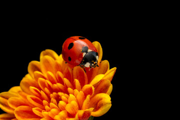 Extreme macro shots, Beautiful ladybug on flower leaf defocused background.