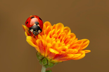 Extreme macro shots, Beautiful ladybug on flower leaf defocused background.