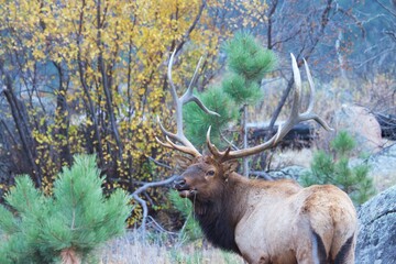 Bull elk in the woods