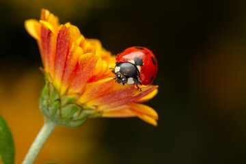 Extreme macro shots, Beautiful ladybug on flower leaf defocused background.