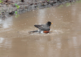 adult american robin having a bath, splashing and playing in a brown muddy puddle next to a mudbank; water flies as he shakes his feathers