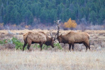 Obraz premium big bull elk lock antlers in battle - Rocky Mountain National Park