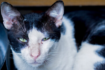 Cat staring to camera in close up
