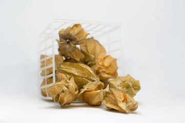yellow physalis on white background