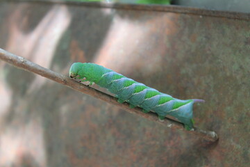 green caterpillar on a leaf