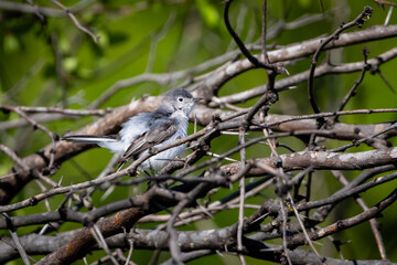 gnatcatcher in a cedar tree