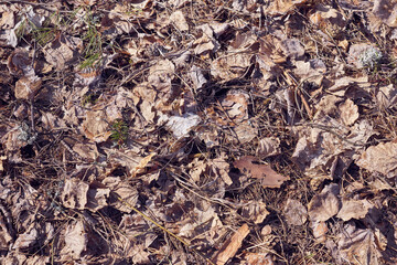 The background is of dry leaves in the spring forest