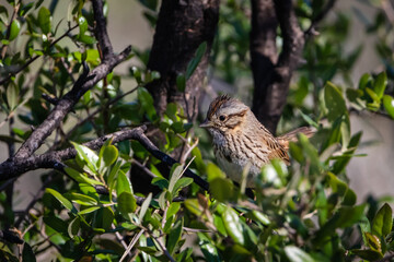 sparrow in a tree