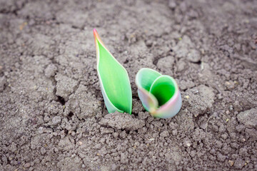 The leaves of flowers (sprouts) sprouted in the ground.