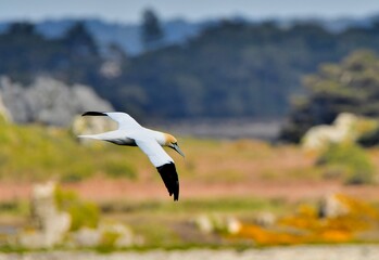 Fototapeta premium Beautiful Gannet in flight over the sea in Brittany. France