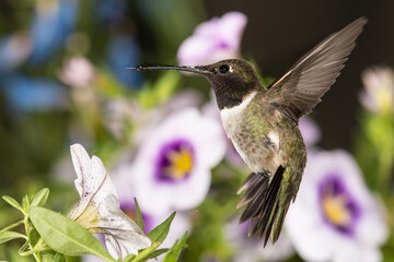Black-Chinned Hummingbird Searching for Nectar Among the Violet Flowers