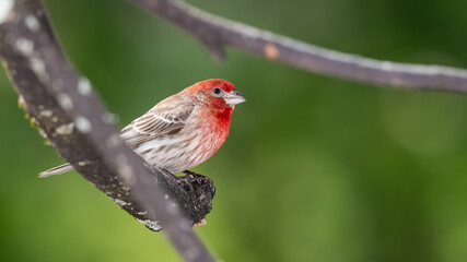 Curious House Finch Perched in a Tree