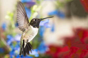 Fototapeta na wymiar Black-Chinned Hummingbird Searching for Nectar in the Flower Garden