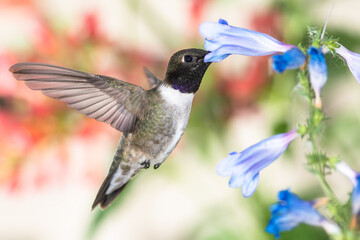 Fototapeta premium Black-Chinned Hummingbird Searching for Nectar Among the Blue Flowers
