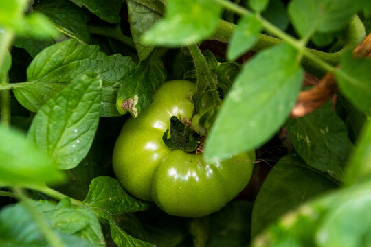 Tomate Verde Entre Varias Hojas Verdes De Tomateros 